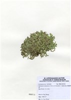 藏品(扁乳節藻)的圖片